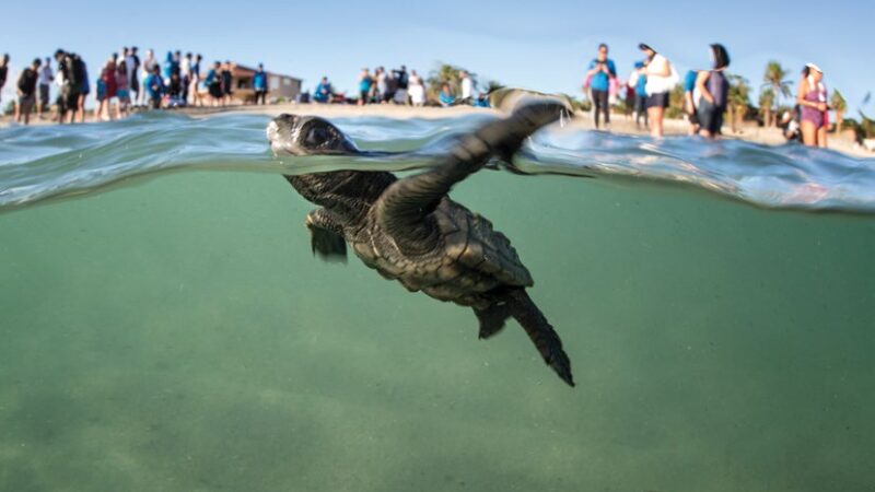 Realizan la primera liberación virtual de tortugas golfinas en el Abierto Mexicano Telcel.