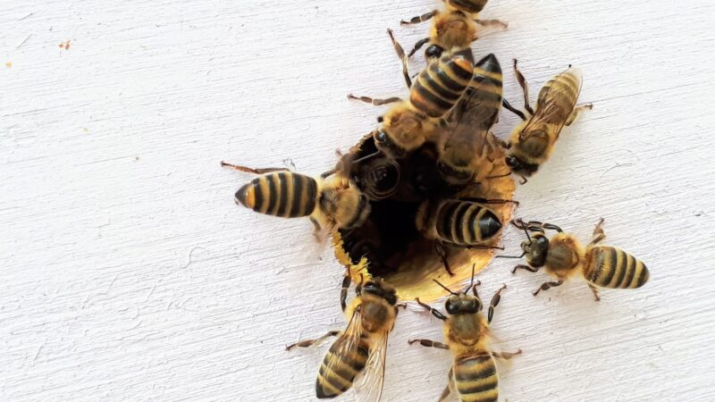 ¿Por qué las abejas son el ser vivo más importante del planeta? Día mundial de las abejas