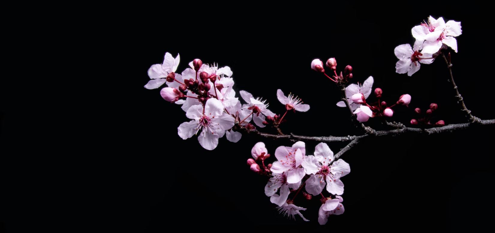 Sakura, la primavera japonesa llega a la CDMX con tres experiencias